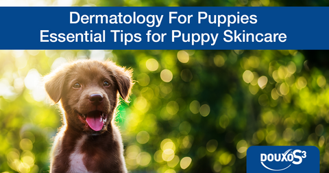 Dermatology for Puppies: Essential Tips for Puppy Skincare