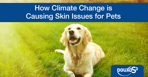Golden Retriever lying in a patch of sunny grass.