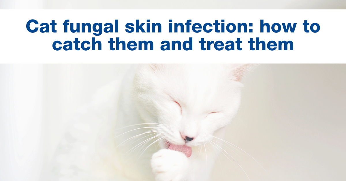 Cat fungal skin infection: how to catch them and treat them
