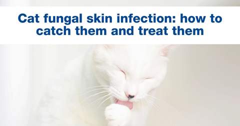Cat fungal skin infection: how to catch them and treat them