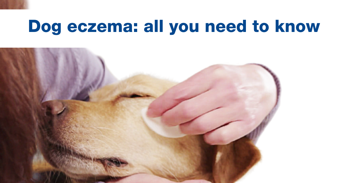 Dog eczema: all you need to know