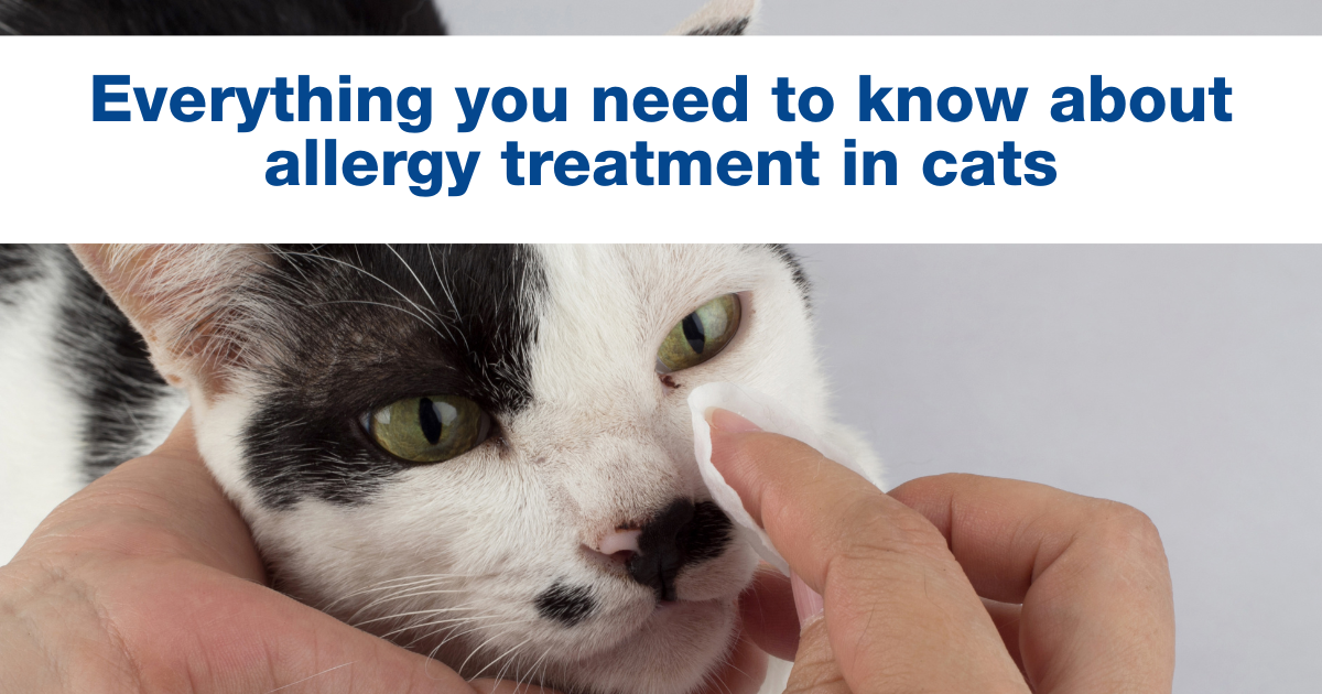 Everything you need to know about allergy treatment in cats