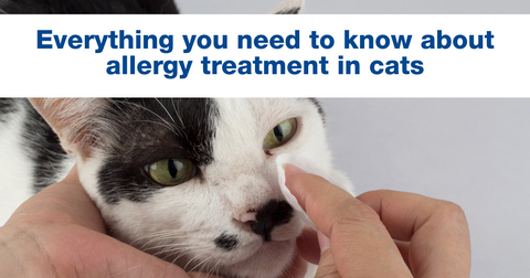 Everything you need to know about allergy treatment in cats