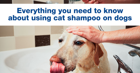 Everything you need to know about using cat shampoo on dogs