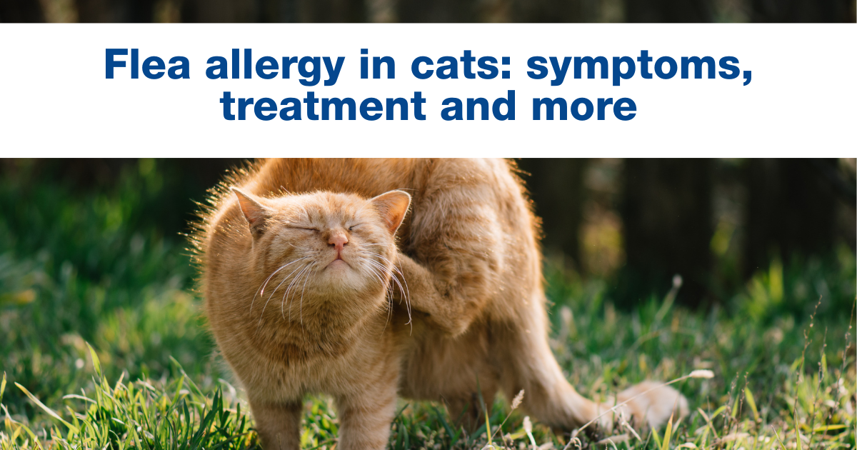 Flea allergy in cats: symptoms, treatment and more