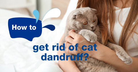 Help! How do I get rid of my cat’s dandruff?
