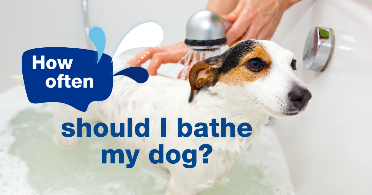 How often should I bathe my dog?