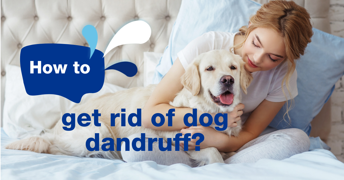 How to get rid of dog dandruff – A guide to solutions