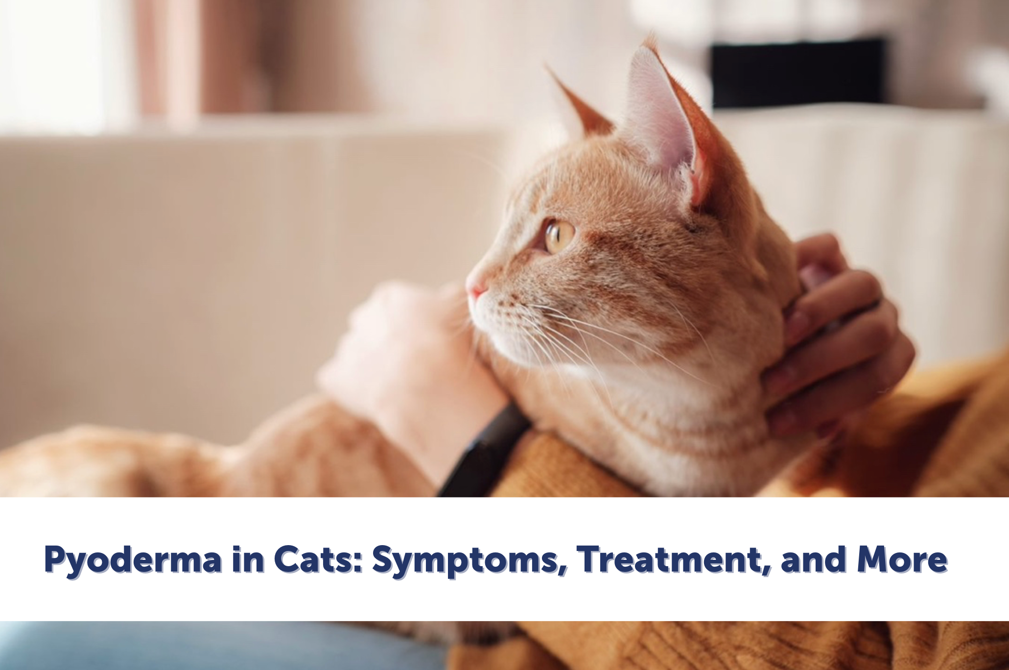 Ginger Cat lying on owners lap