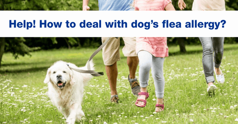 Dog on a leash walking in a field with its family