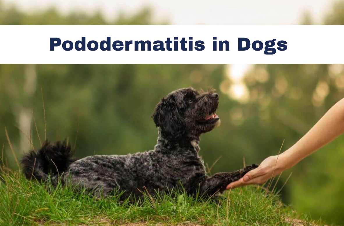 Black dog holding out their paw for their human