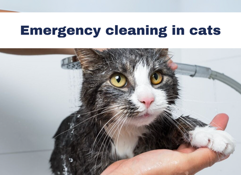 Cat being washed by its owner with shower head