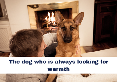 dog by the fireplace with its owner, german shepherd getting warmed by the fire. 