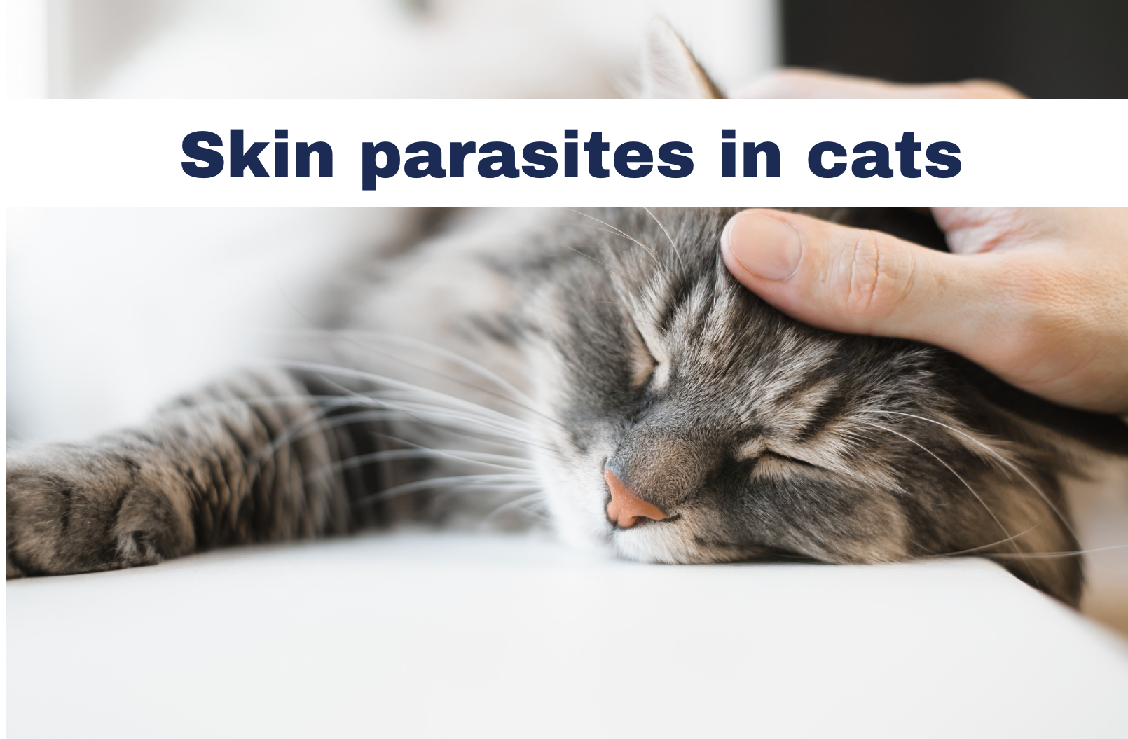 Grey cat laying down on a white sheet getting a stroke from its owner
