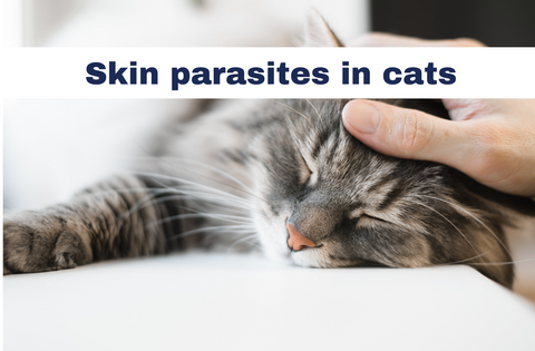 Grey cat laying down on a white sheet getting a stroke from its owner