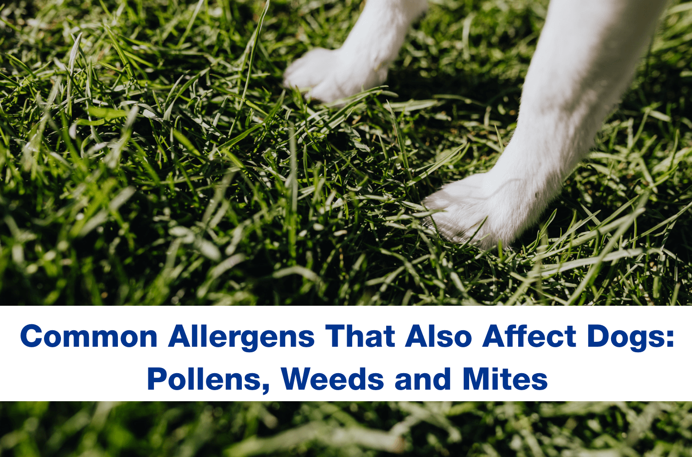 Dog paws standing on the grass outside 