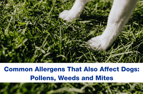 Dog paws standing on the grass outside 