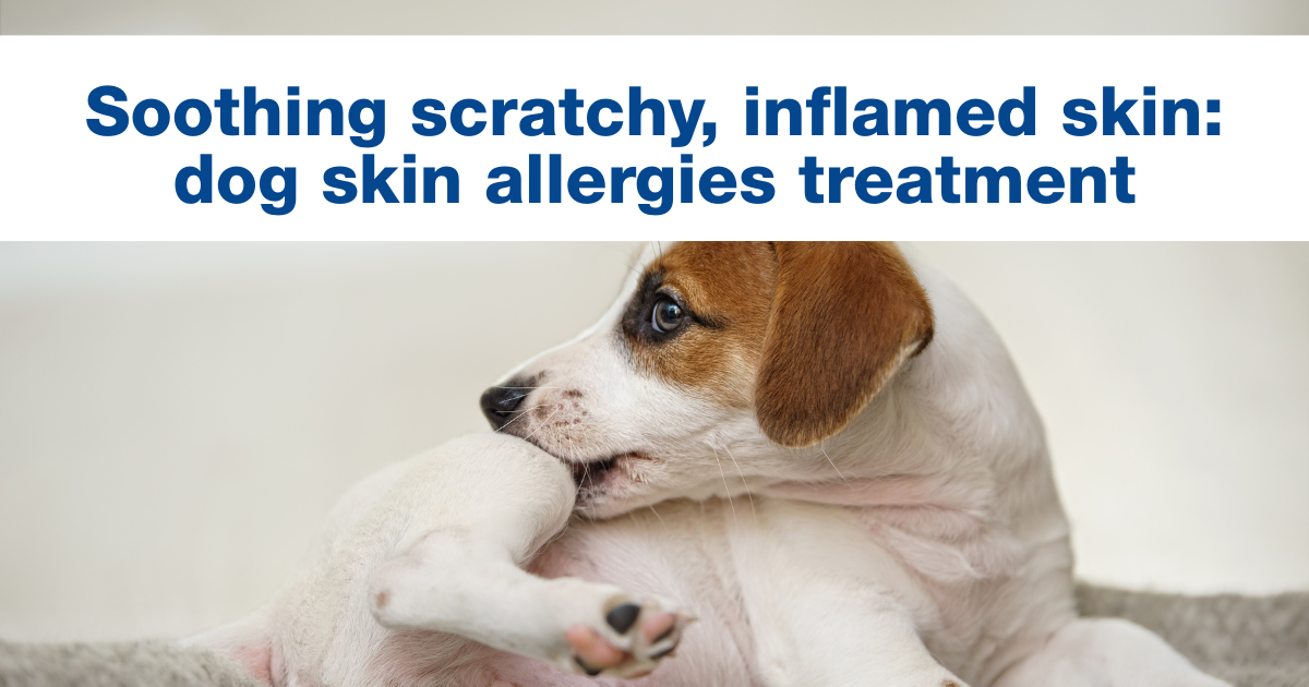 Soothing scratchy, inflamed skin: dog skin allergies treatment