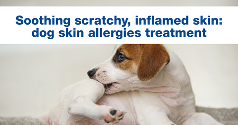 Soothing scratchy, inflamed skin: dog skin allergies treatment