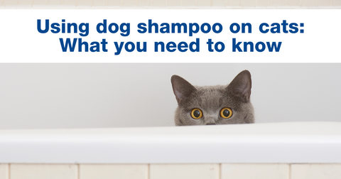 Using dog shampoo on cats: What you need to know