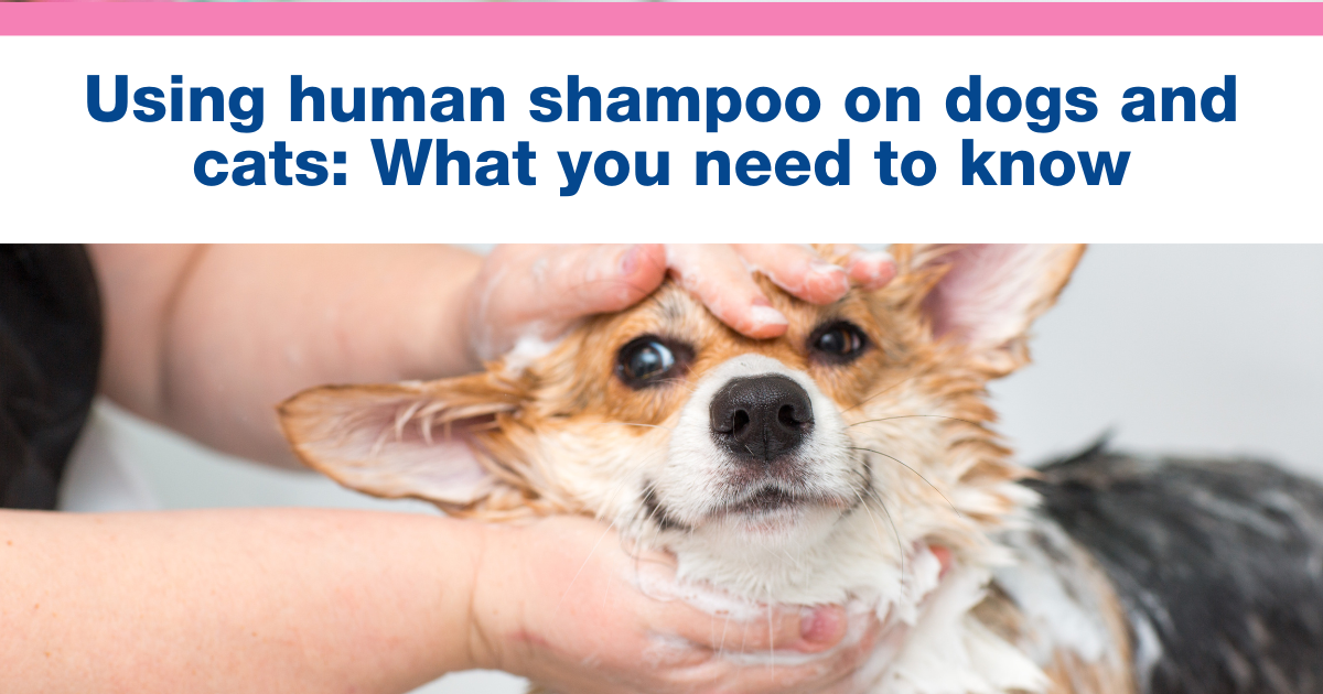 Using human shampoo on dogs and cats: What you need to know