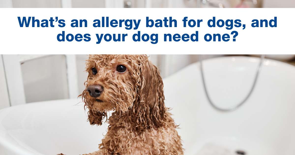 What’s an allergy bath for dogs, and does your dog need one?