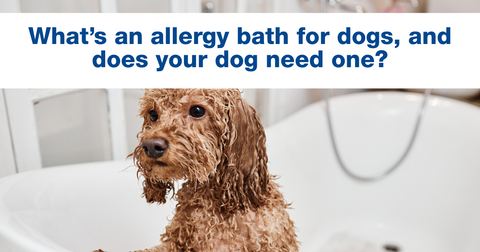 What’s an allergy bath for dogs, and does your dog need one?