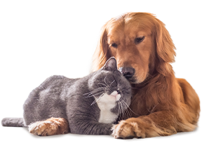 Happy Dog and Cat Together