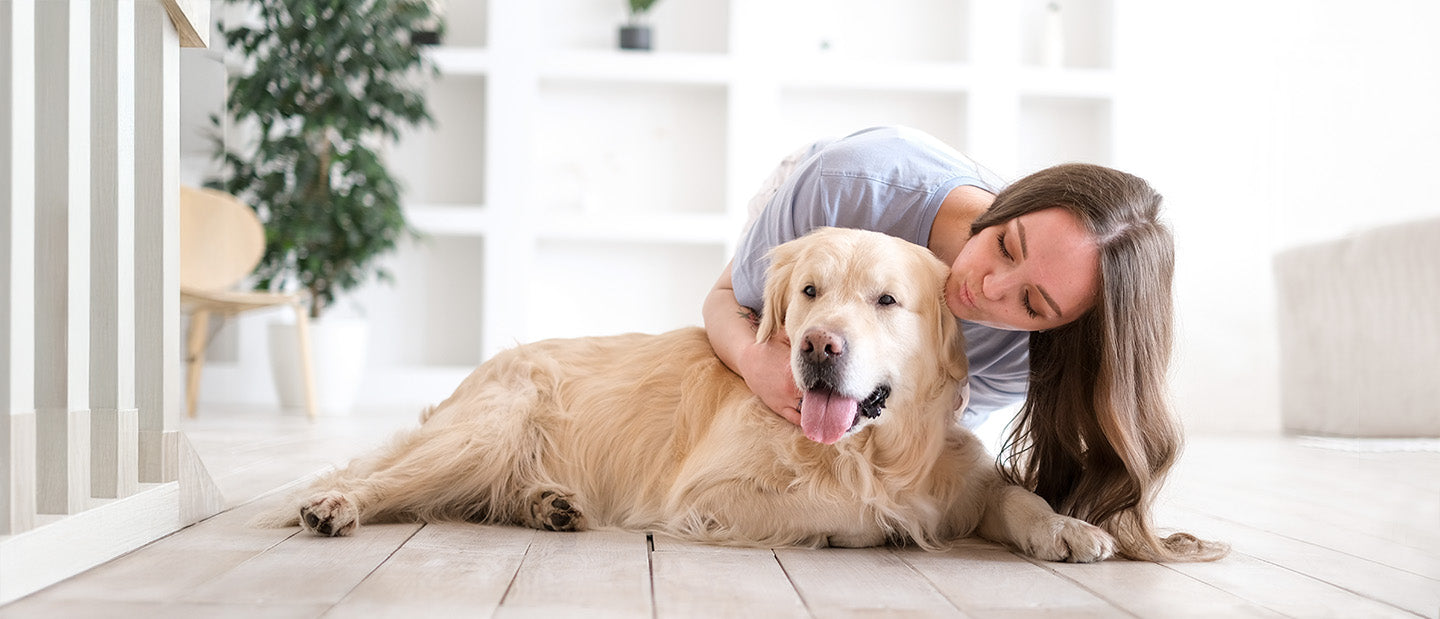 Older golden retriever with lady owner