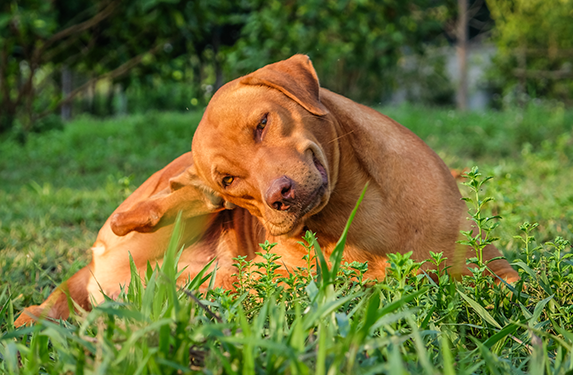 Labrador itching ears