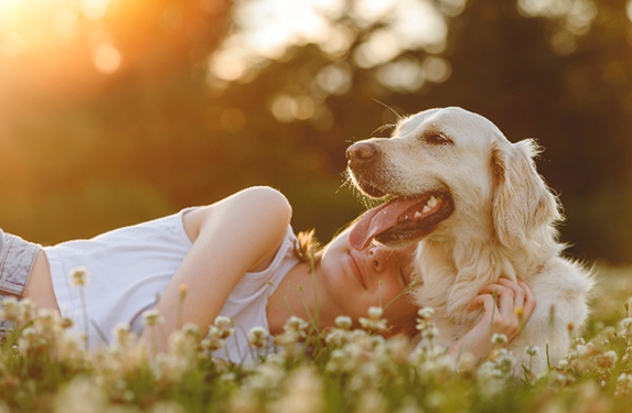 happy retriever dog in sunny meadow