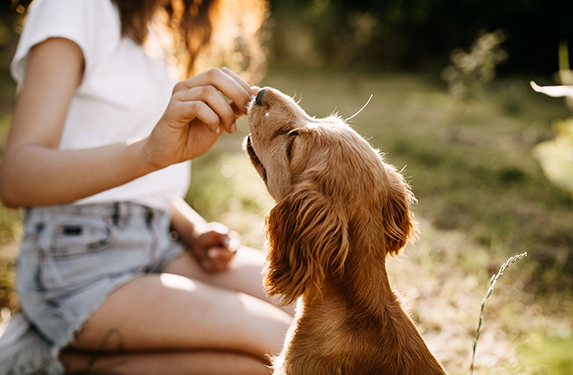 spaniel in sit with owner and treat