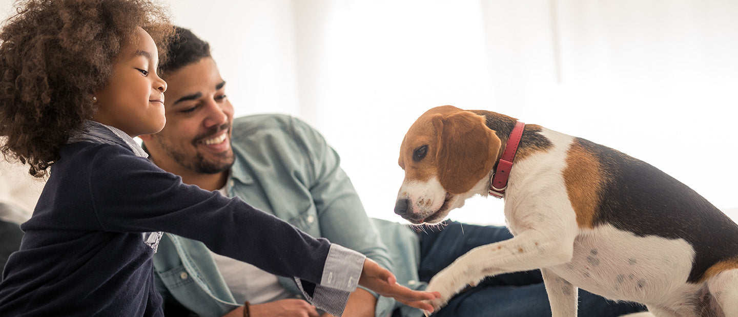 beagle dog with family