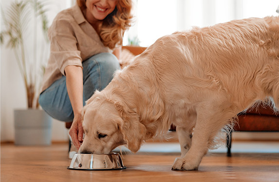 retriever eating from steel bowl