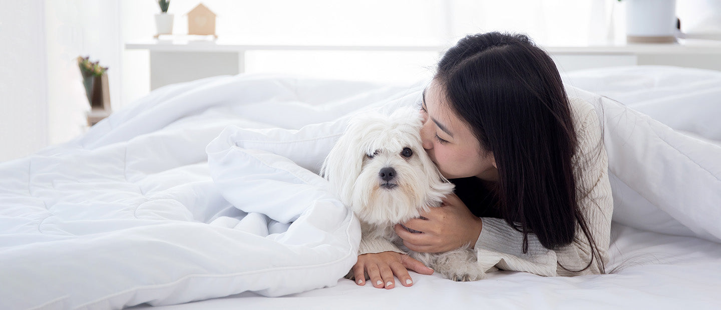 white dog in bed with lady owner