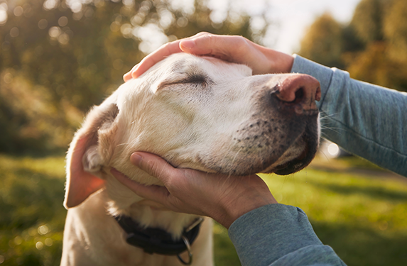 labrador head stroke