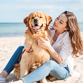 Retriever at the beach with owner