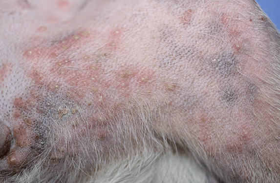 Folliculitis in a dog