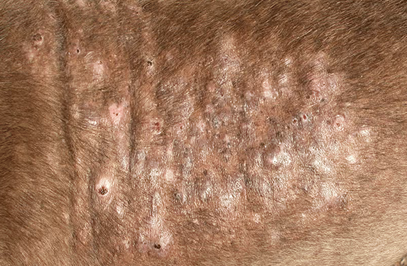 Deep pyoderma in a dog