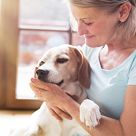 beagle dog with owner