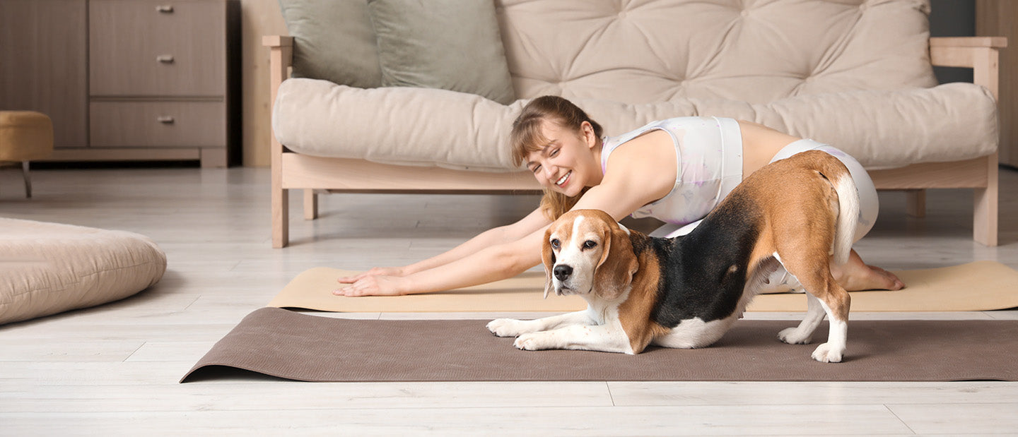Beagle dog with lady owner
