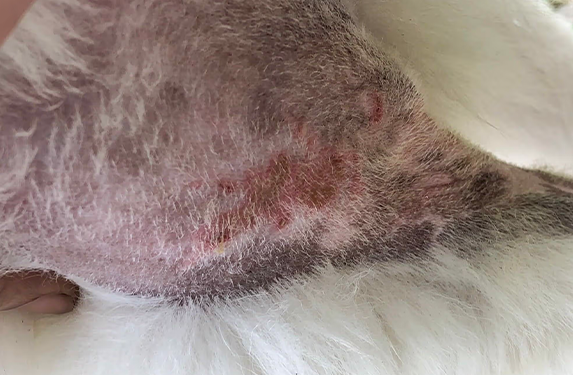 Malassezia infection in a dog.