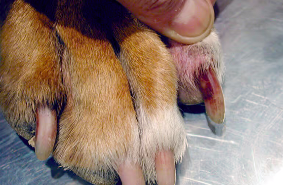 Yeast dermatitis on claws