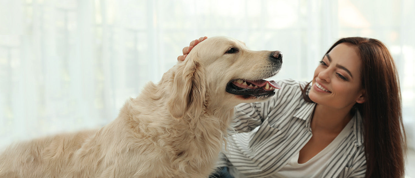 retriever dog with lady owner