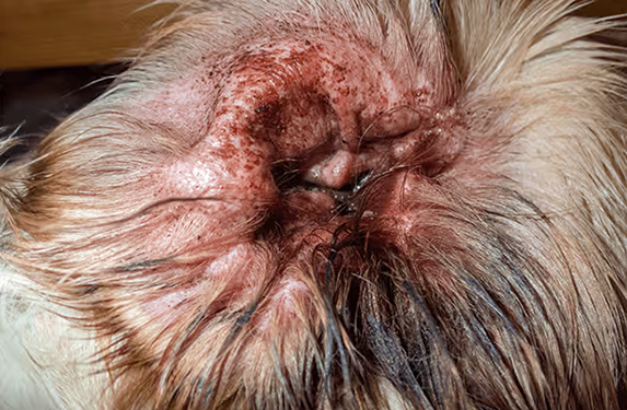 Ear discharge in a dog linked to ear mite infestations