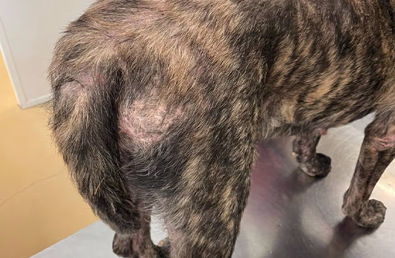 hair loss in dogs with the flea saliva allergy