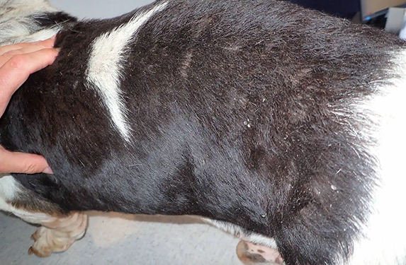 Flaky skin and dull fur in a dog