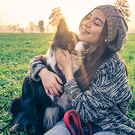 Collie Dog in a field