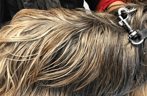 Dog with generalised oily coat