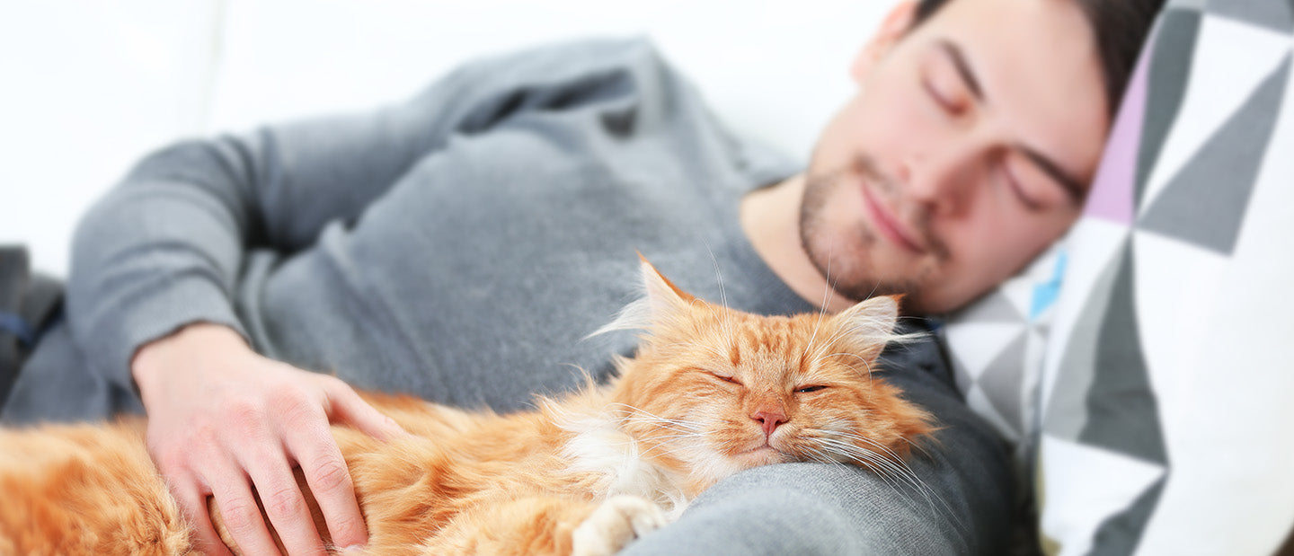 ginger cat with male owner on sofa